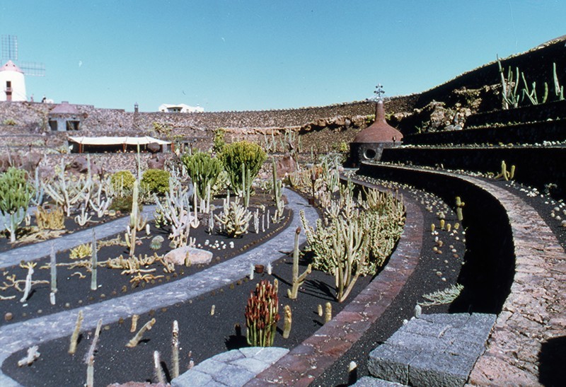 Jardín de Cactus IV