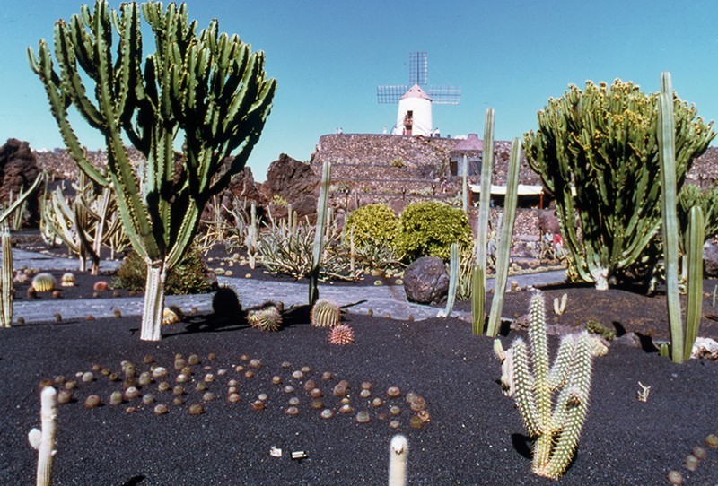Jardín de Cactus V