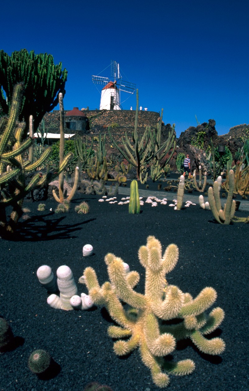 Jardín de Cactus VI