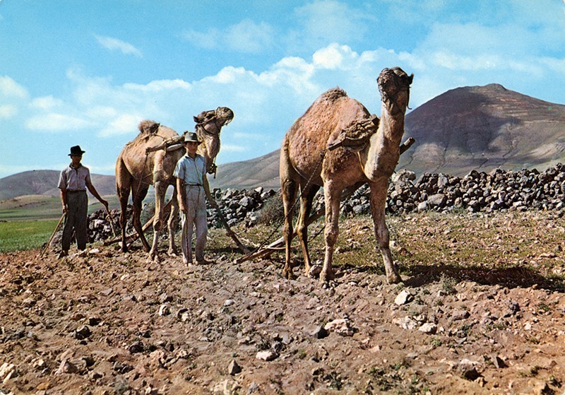 Labrado con camellos