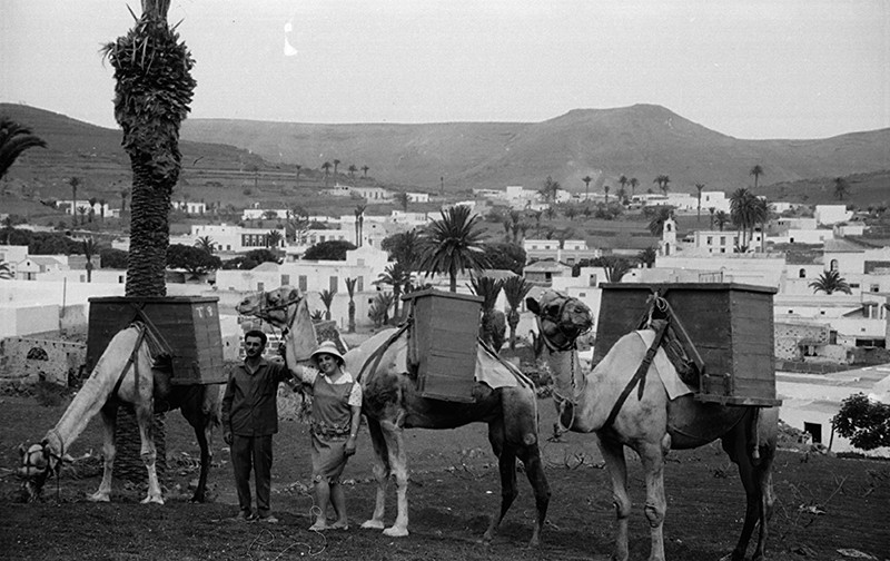 Camellada en Haría I