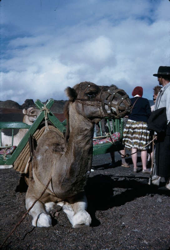 Camello de Timanfaya