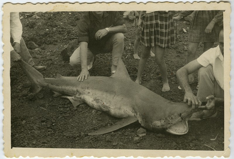 Tiburón en Puerto Naos