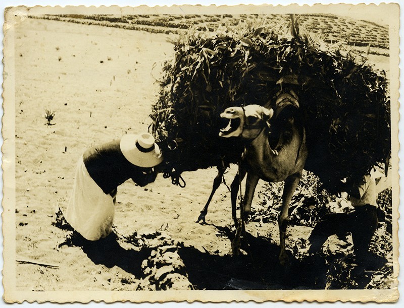 Campesinos cargando un camello I