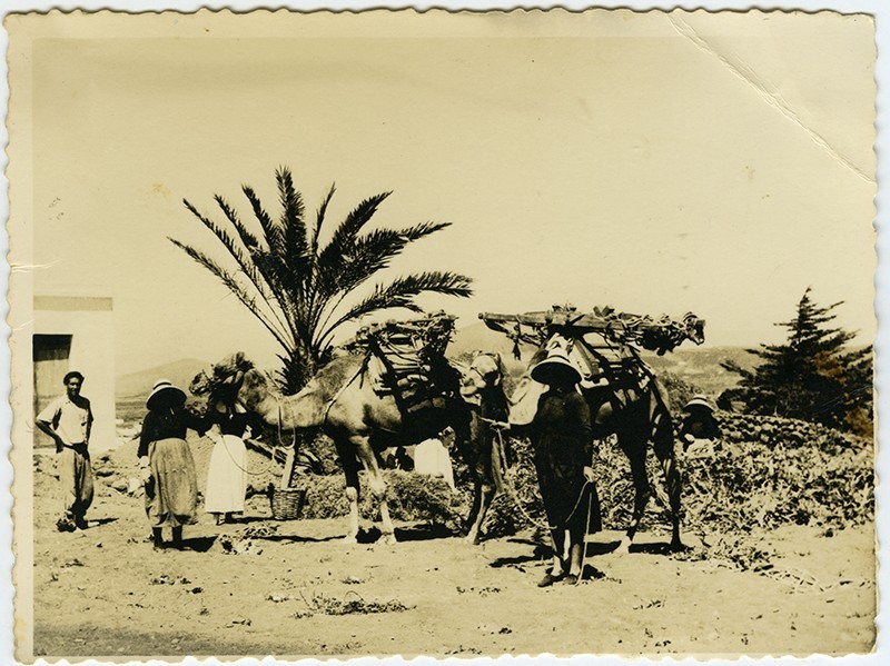 Campesinos cargando un camello II