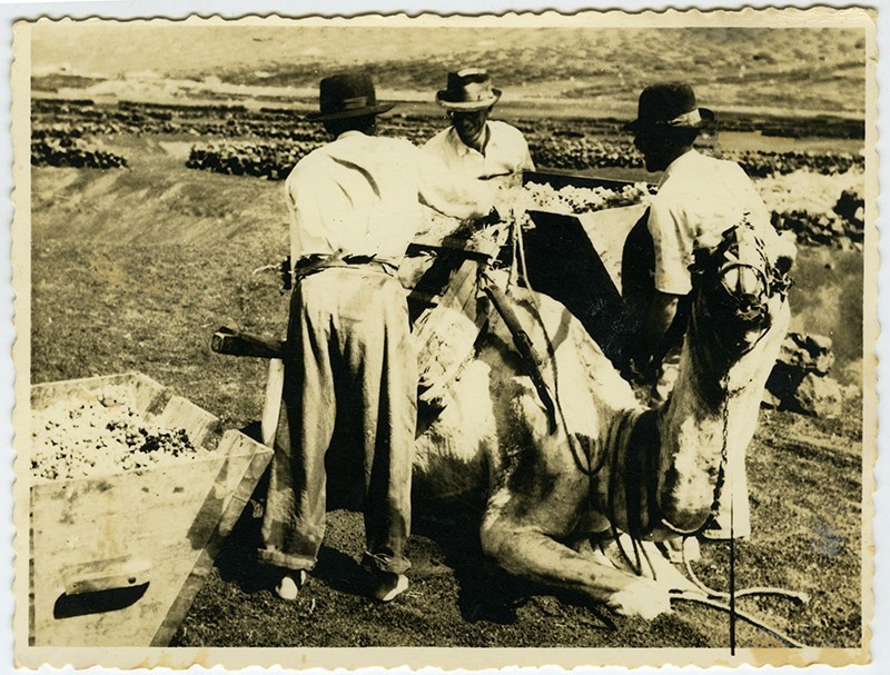 Campesinos cargando un camello III