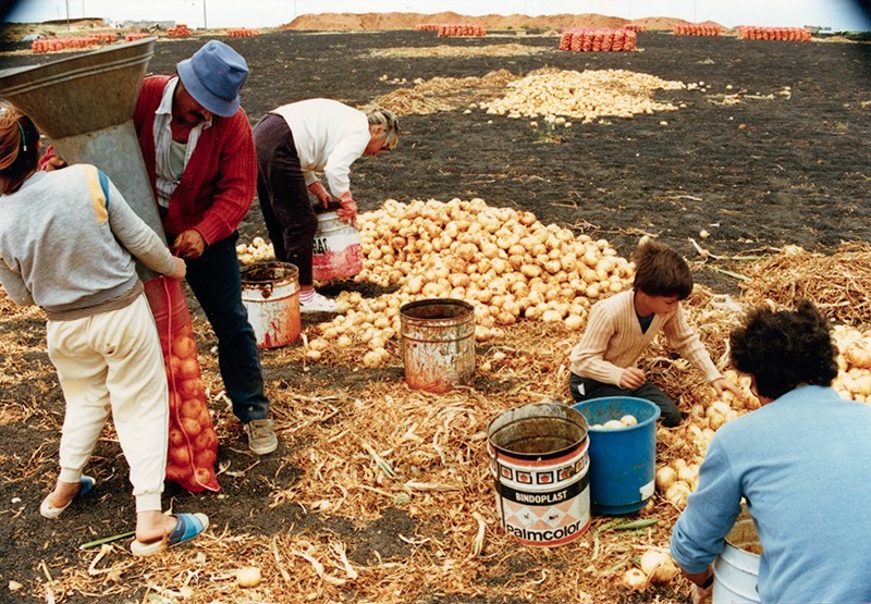 Familia Camacho Díaz cortando cebollas II