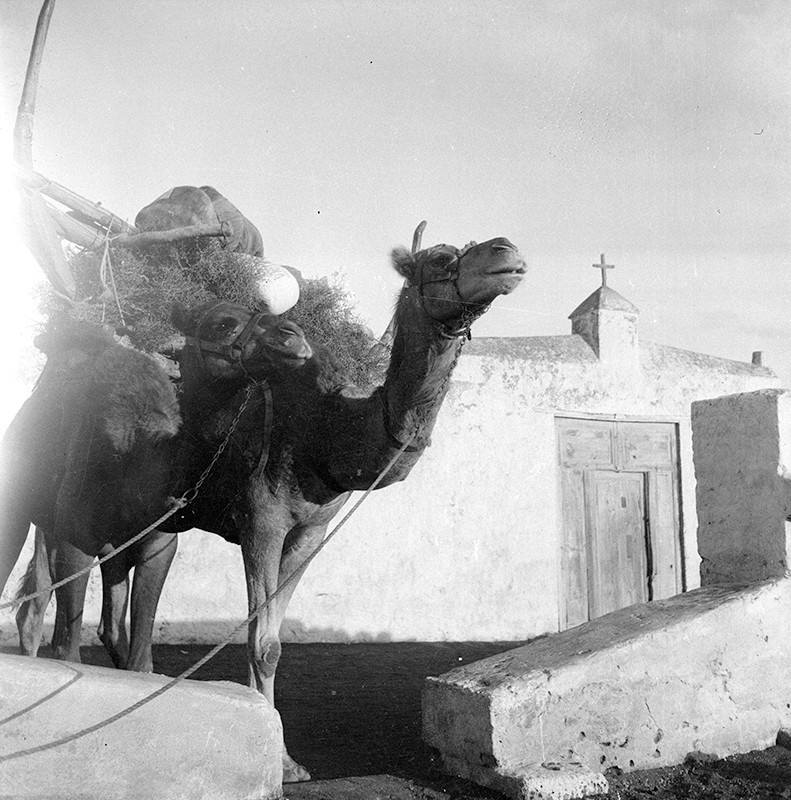 Camellos II