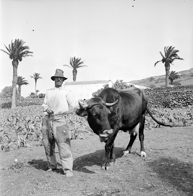 Campesino con vaca