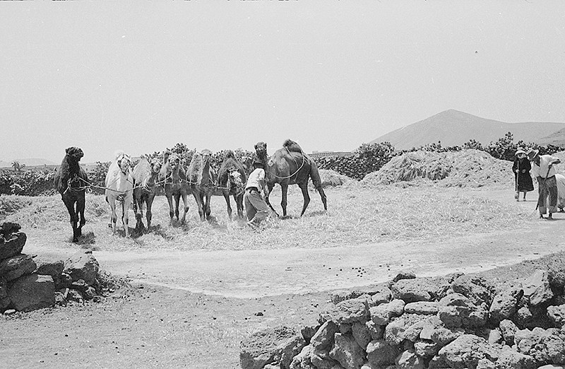 Camellos trillando III