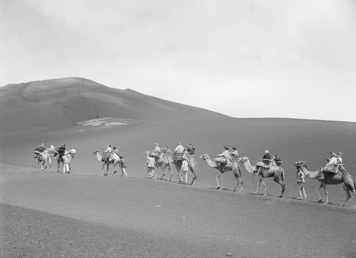 Camellos en las Montañas del Fuego 