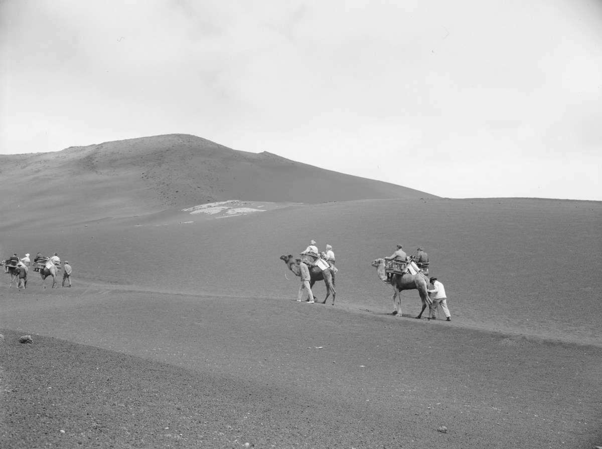 Camellos en las Montañas del Fuego I