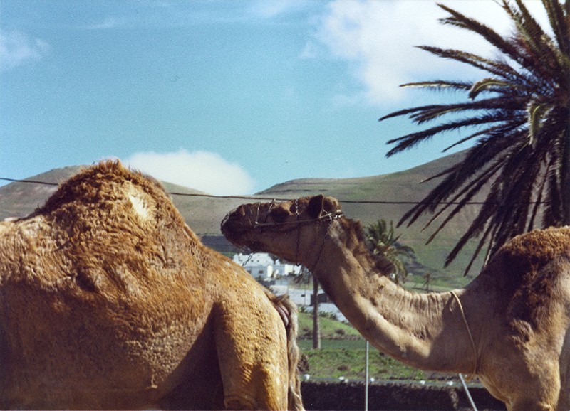 Camellos en Uga