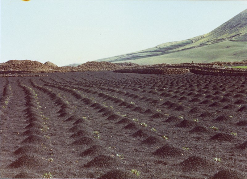 Plantación de batatas 