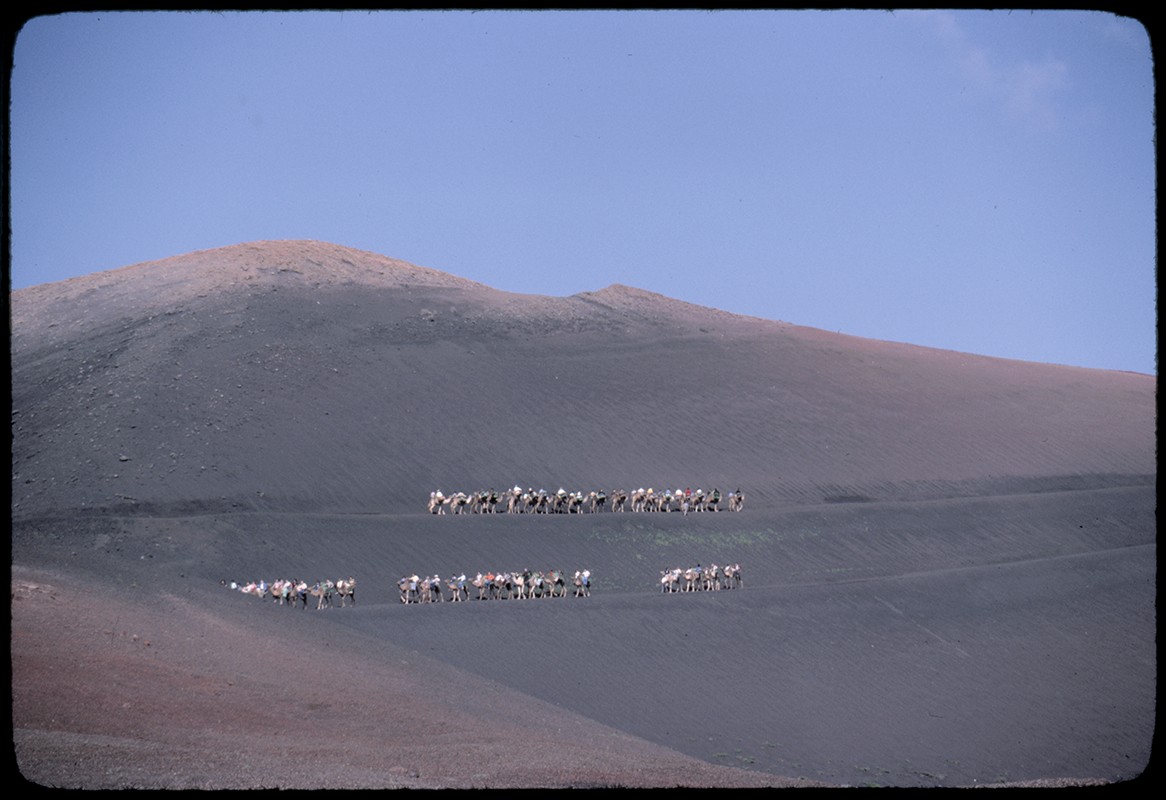 Ruta de camellos en Timanfaya I
