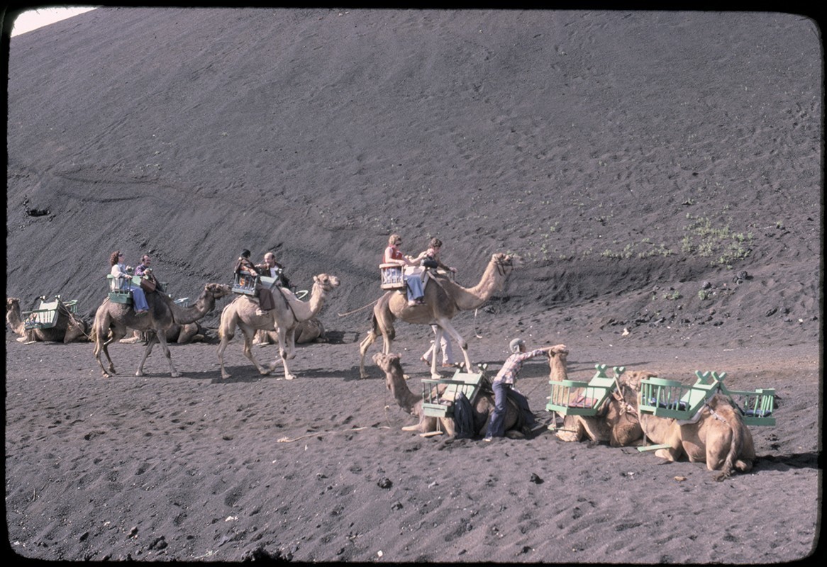 Ruta de camellos en Timanfaya III