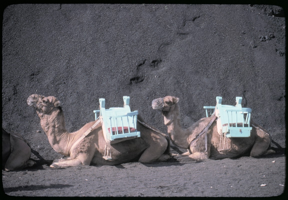 Ruta de camellos en Timanfaya V