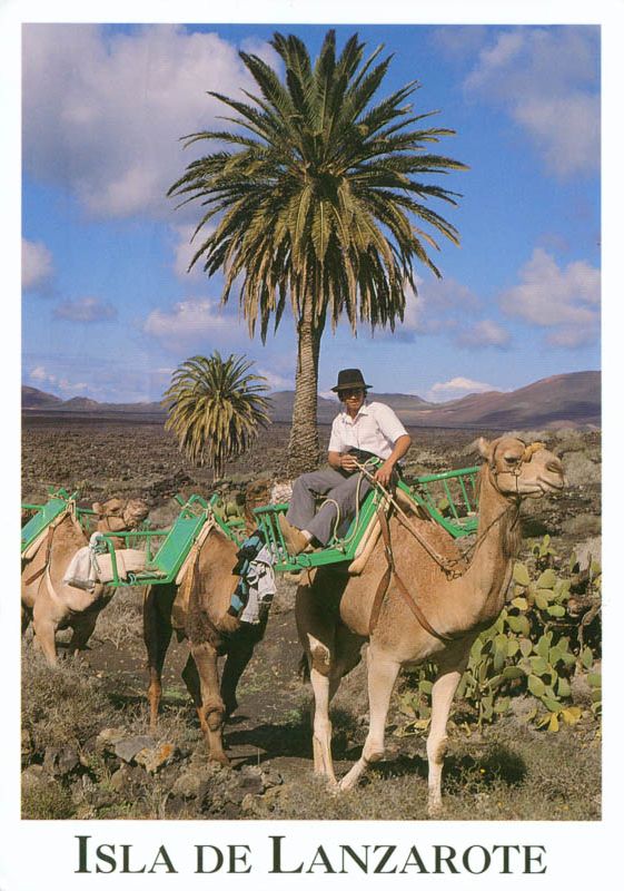 Postal de caravana de camellos