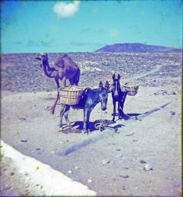 Burros y camello