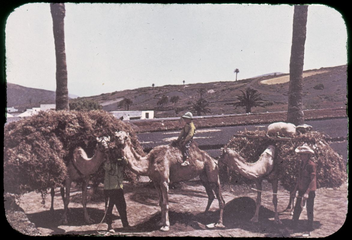 Camellos en Uga