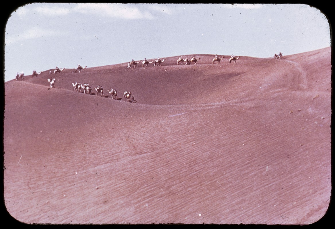 Camellos por Timanfaya II