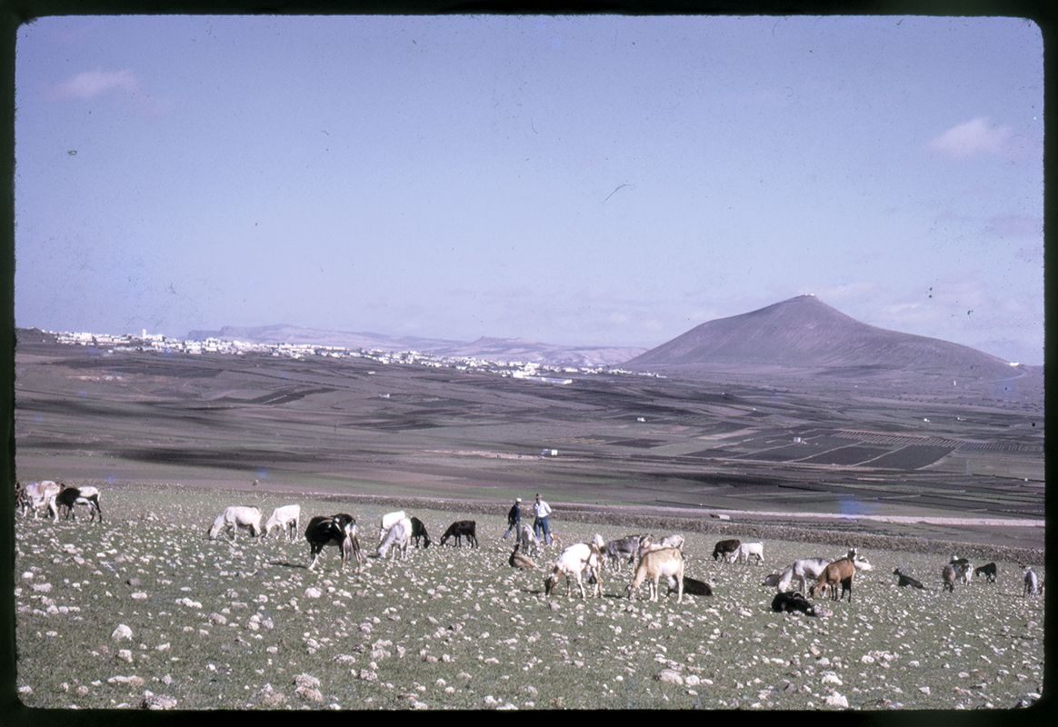 Cabras en Montaña Blanca