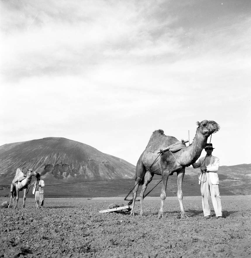 Campesinos con camellos