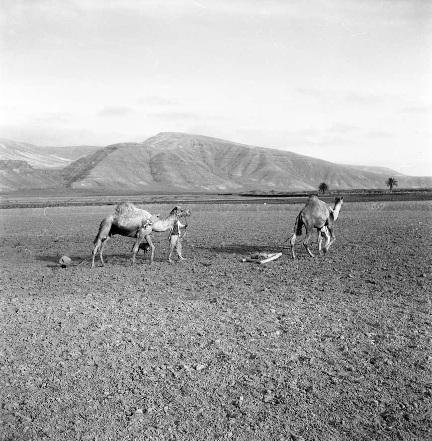 Campesinos con camellos I