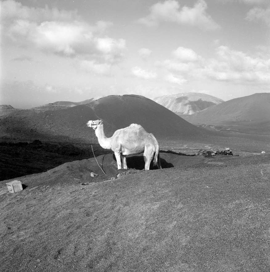 Camello en las Montañas del Fuego I