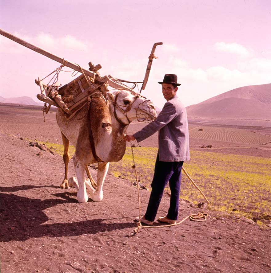 Campesino con camello I