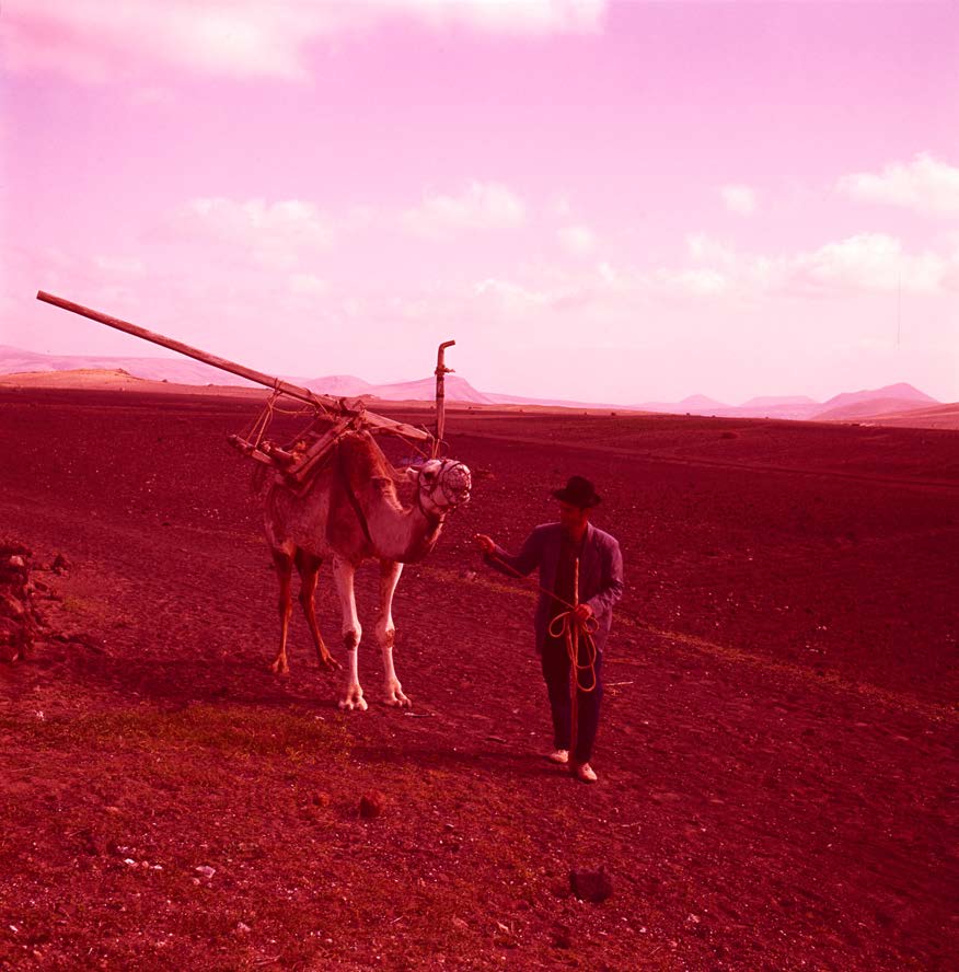 Campesino con camello II