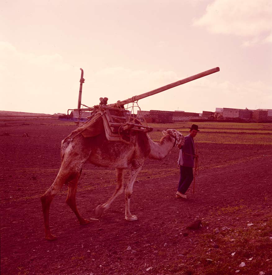 Campesino con camello III