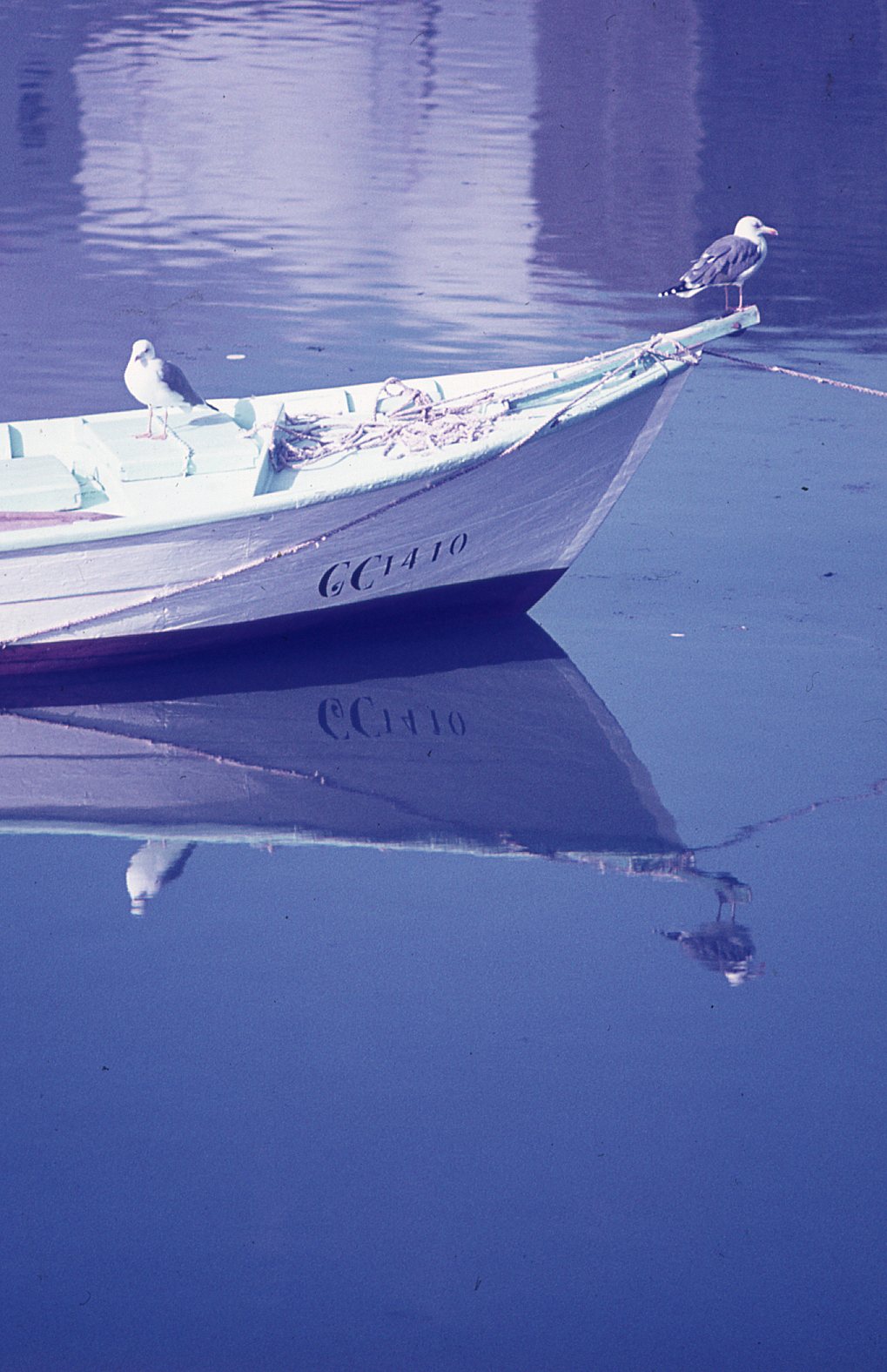 Detalle de gaviotas sobre bote en El Charco de San Ginés