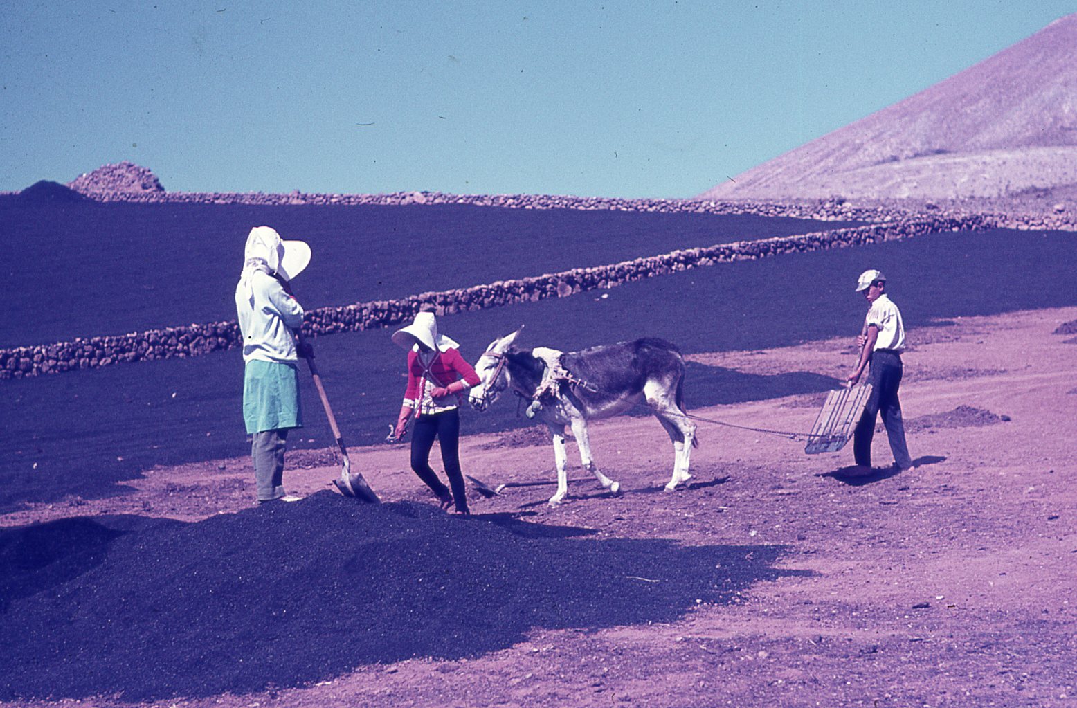 Campesinos trabajando en terreno de cultivo