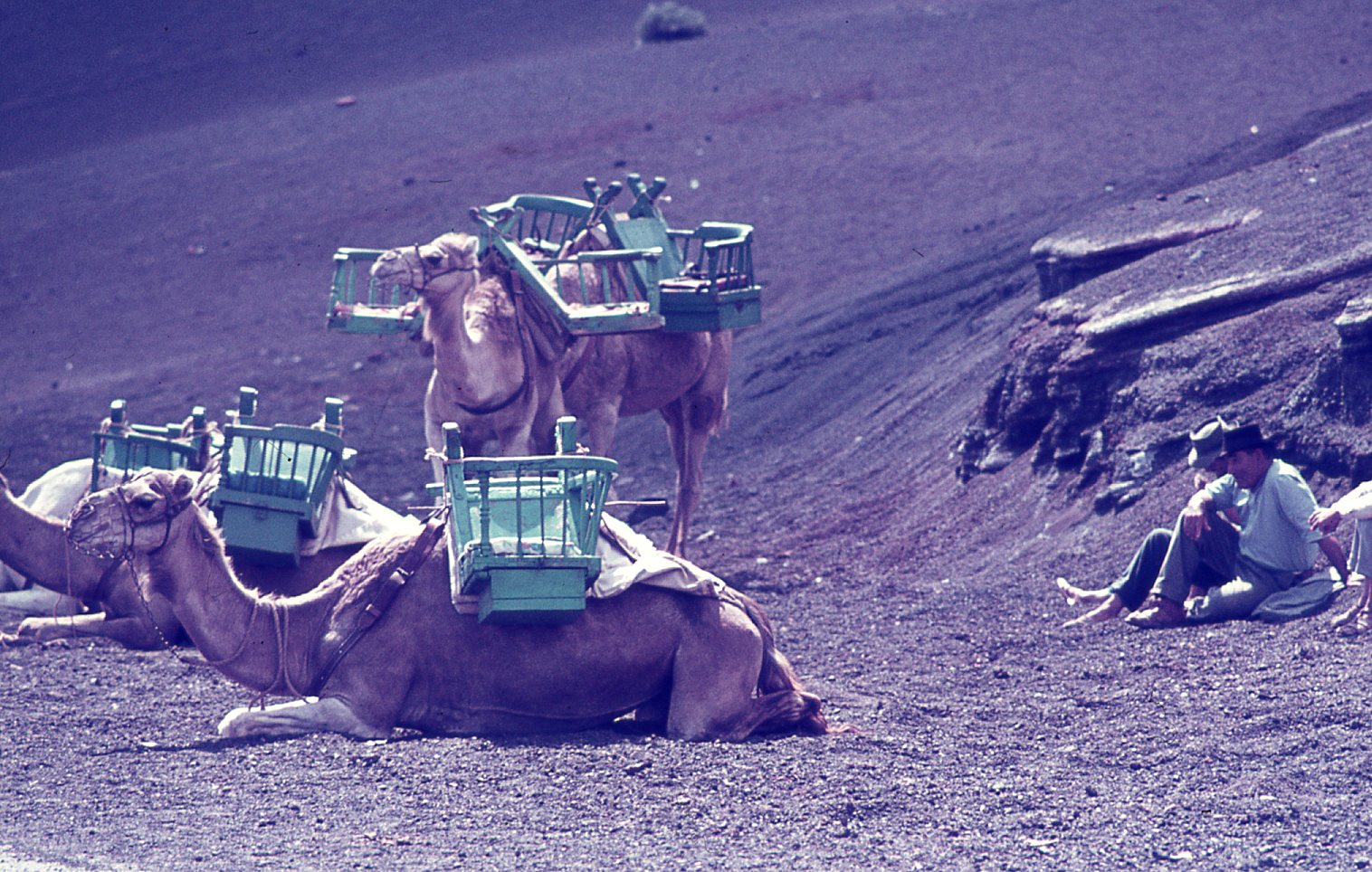 Camellos y camelleros en Timanfaya