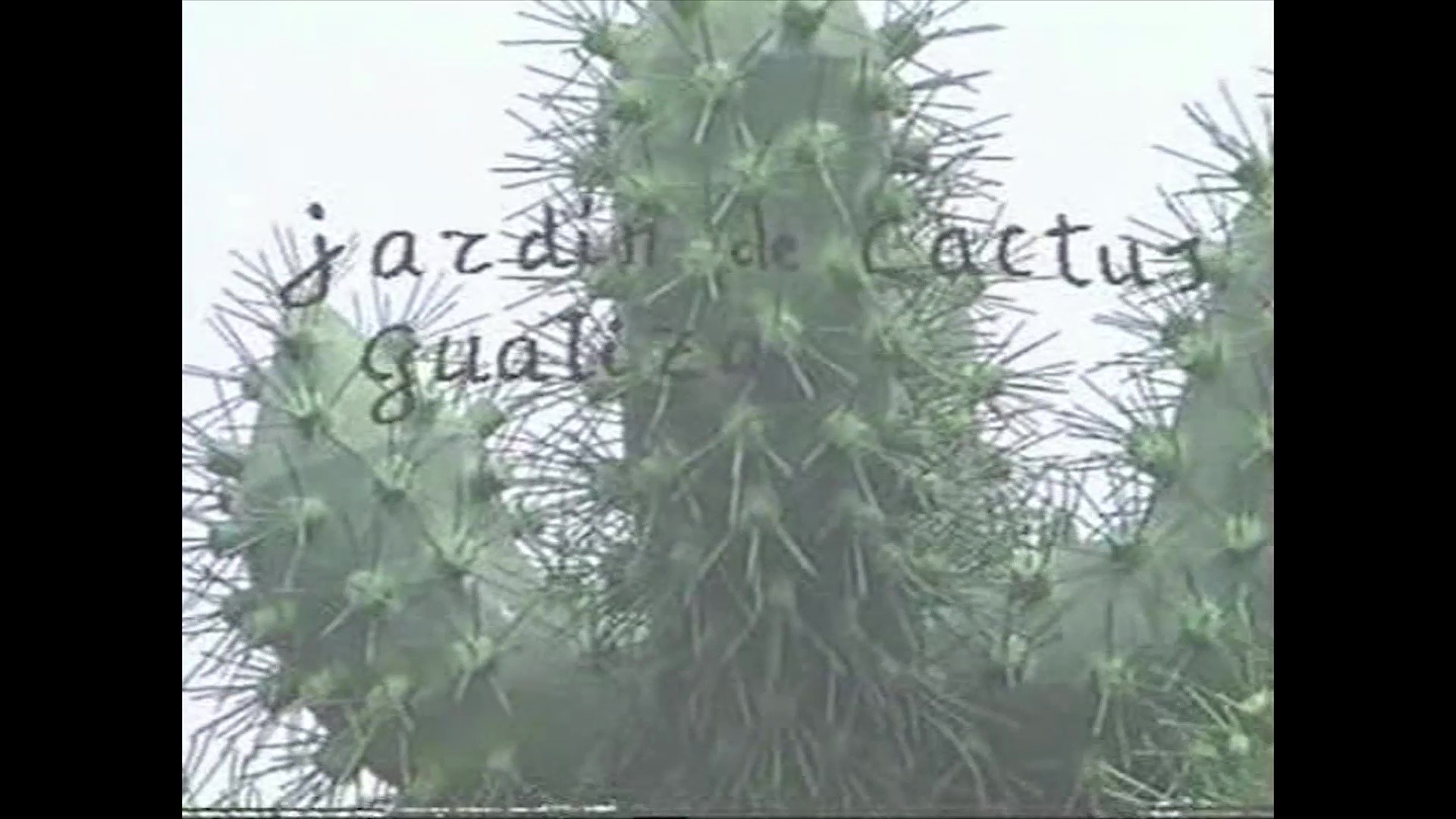 Jardín de Cactus. Guatiza (1990)